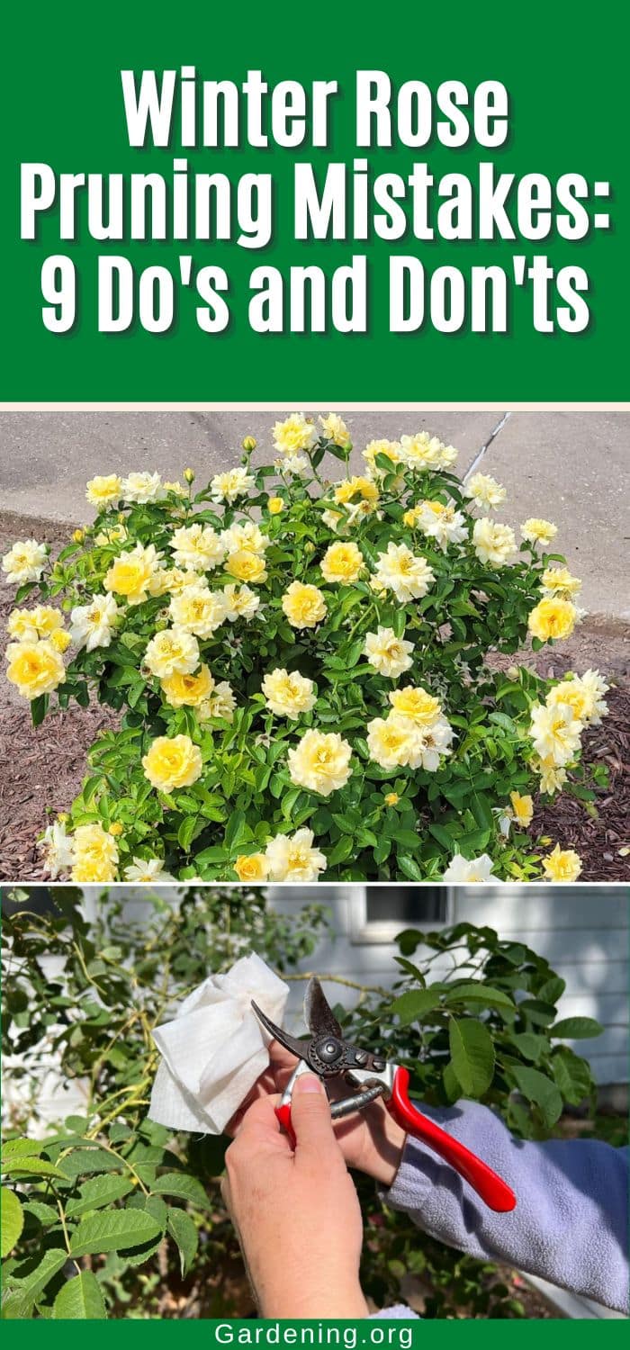 Winter Rose Pruning Mistakes: 9 Do's and Don'ts pinterest image