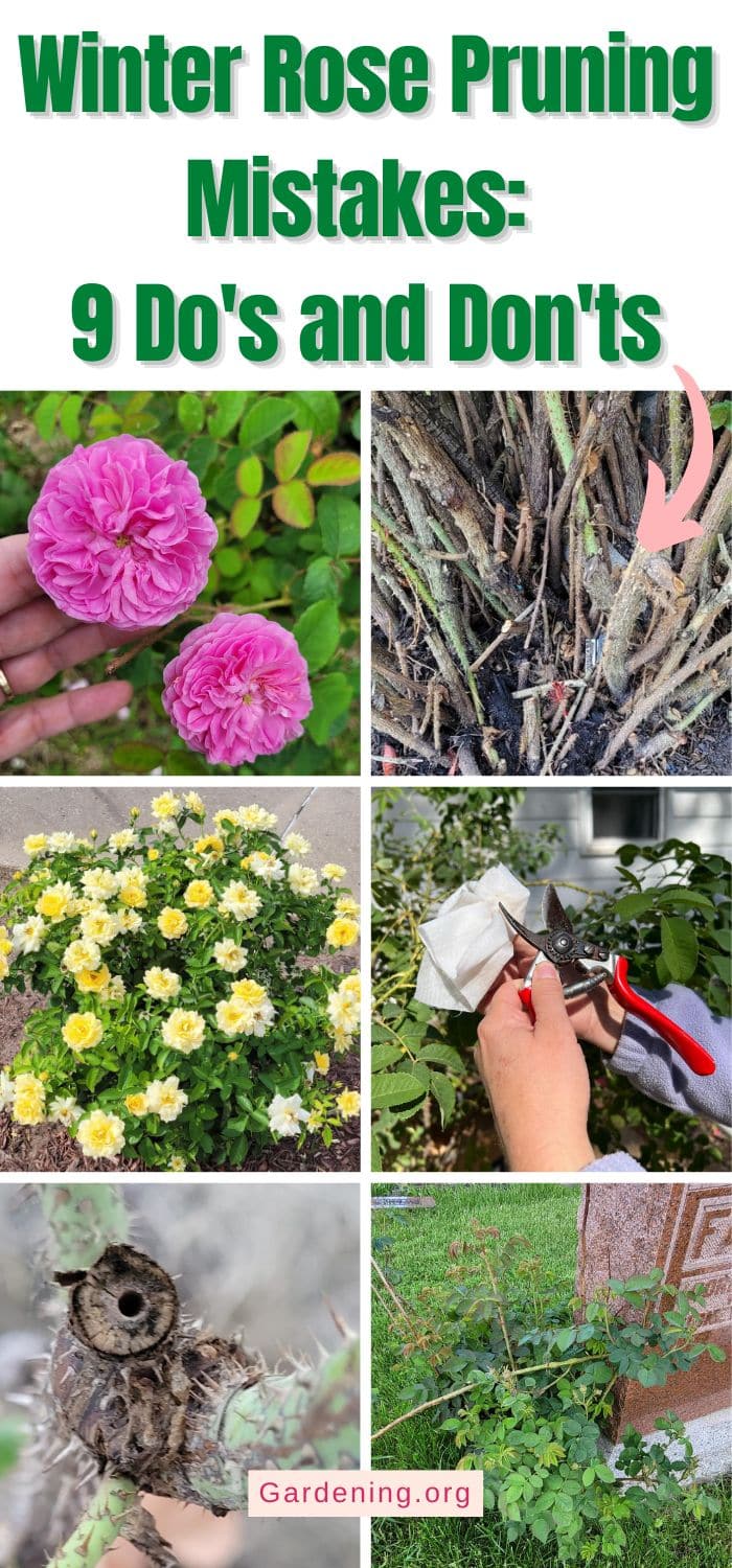 Winter Rose Pruning Mistakes: 9 Do's and Don'ts pinterest image