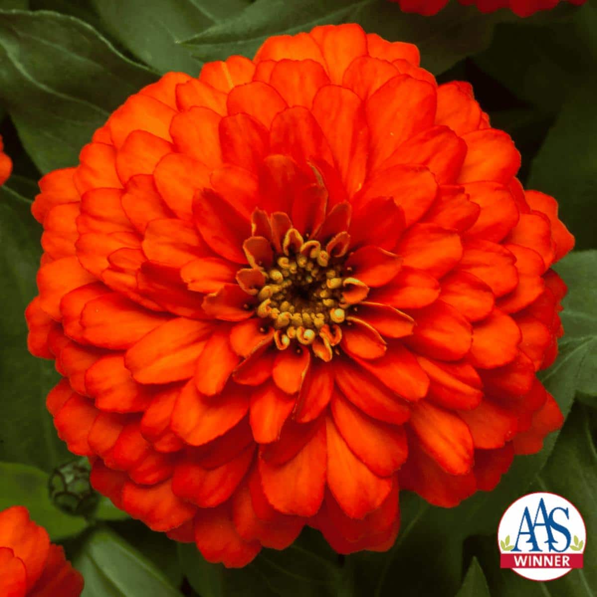 Zydeco Fire zinnia