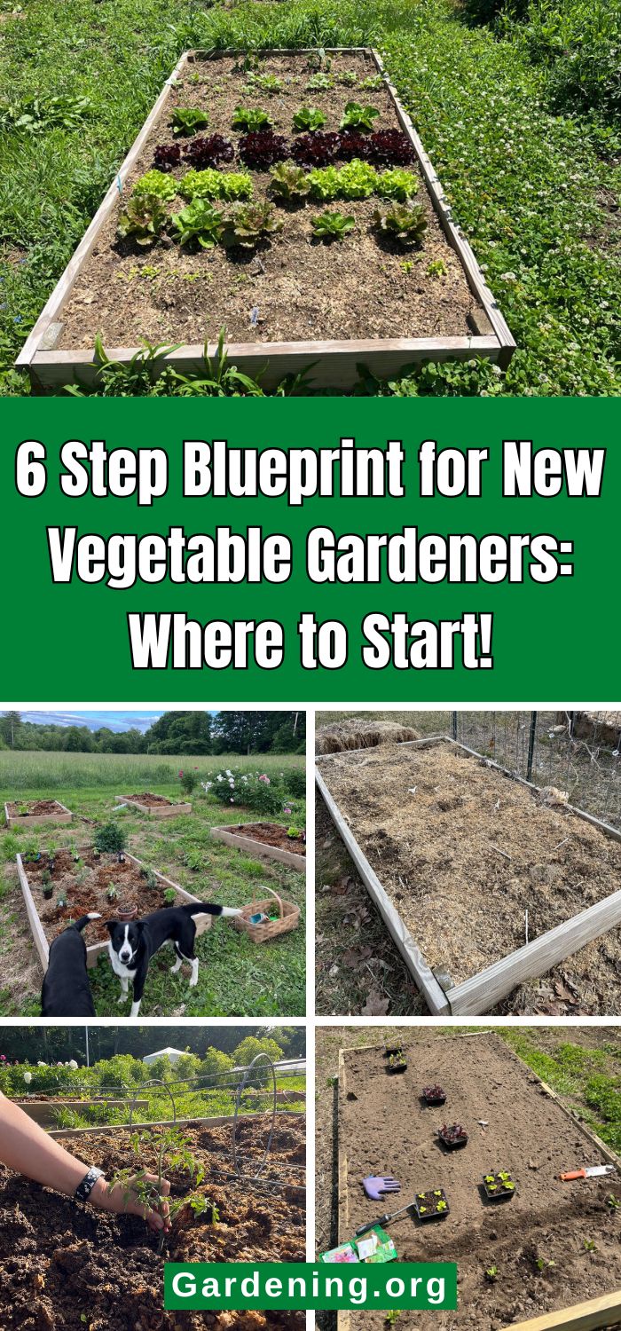 6 Step Blueprint for New Vegetable Gardeners: Where to Start! pinterest image