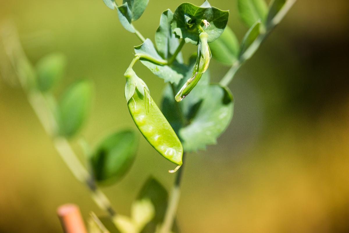 Dwarf Grey Sugar pea