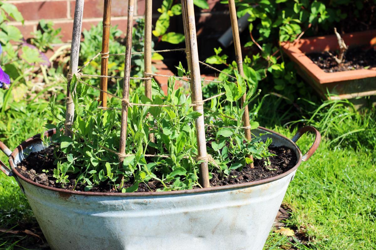 Peas growing in a container