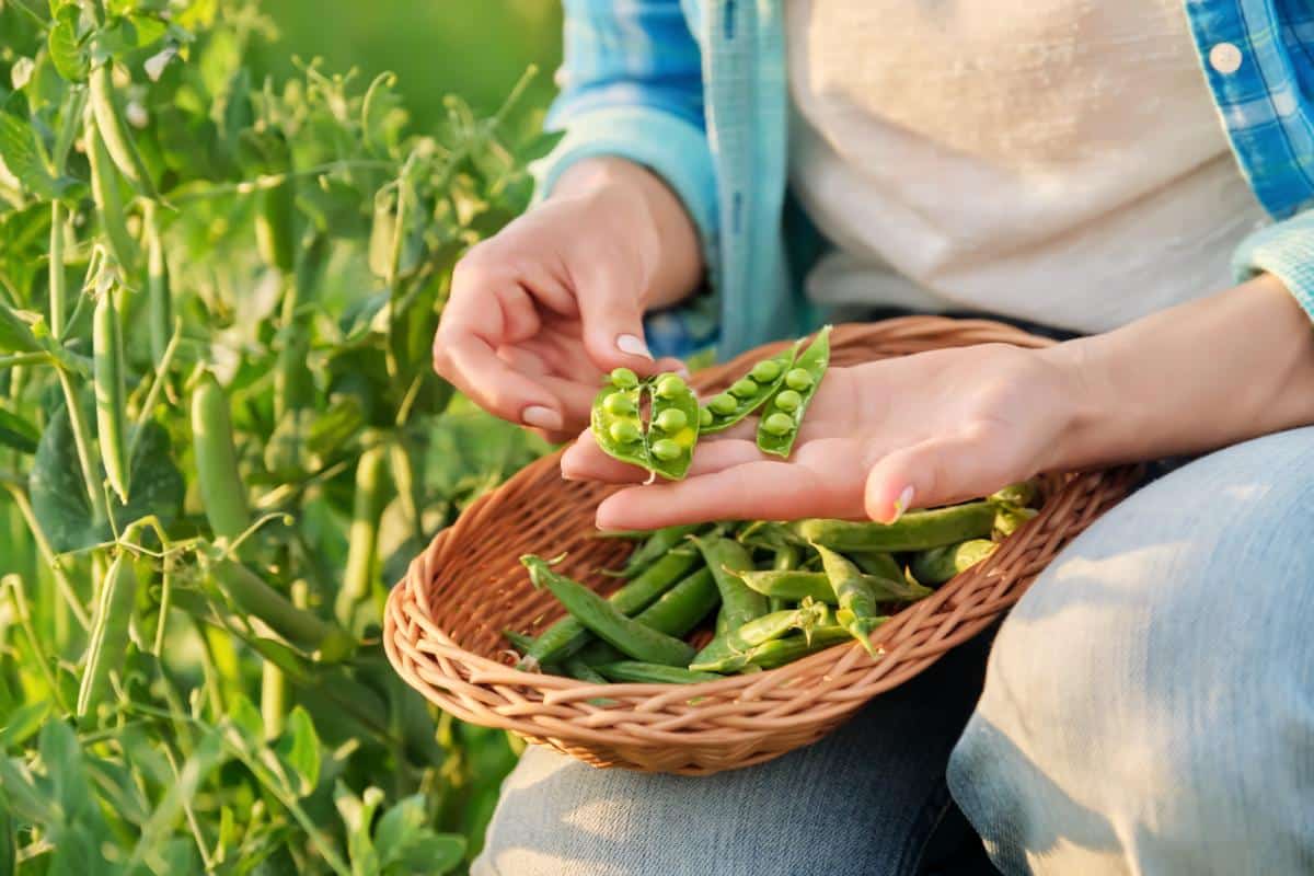 Picking peas in the garden