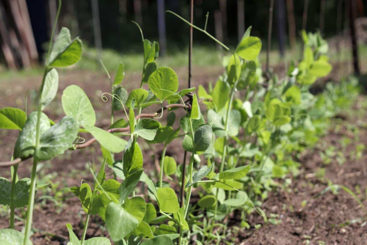 Short growing peas