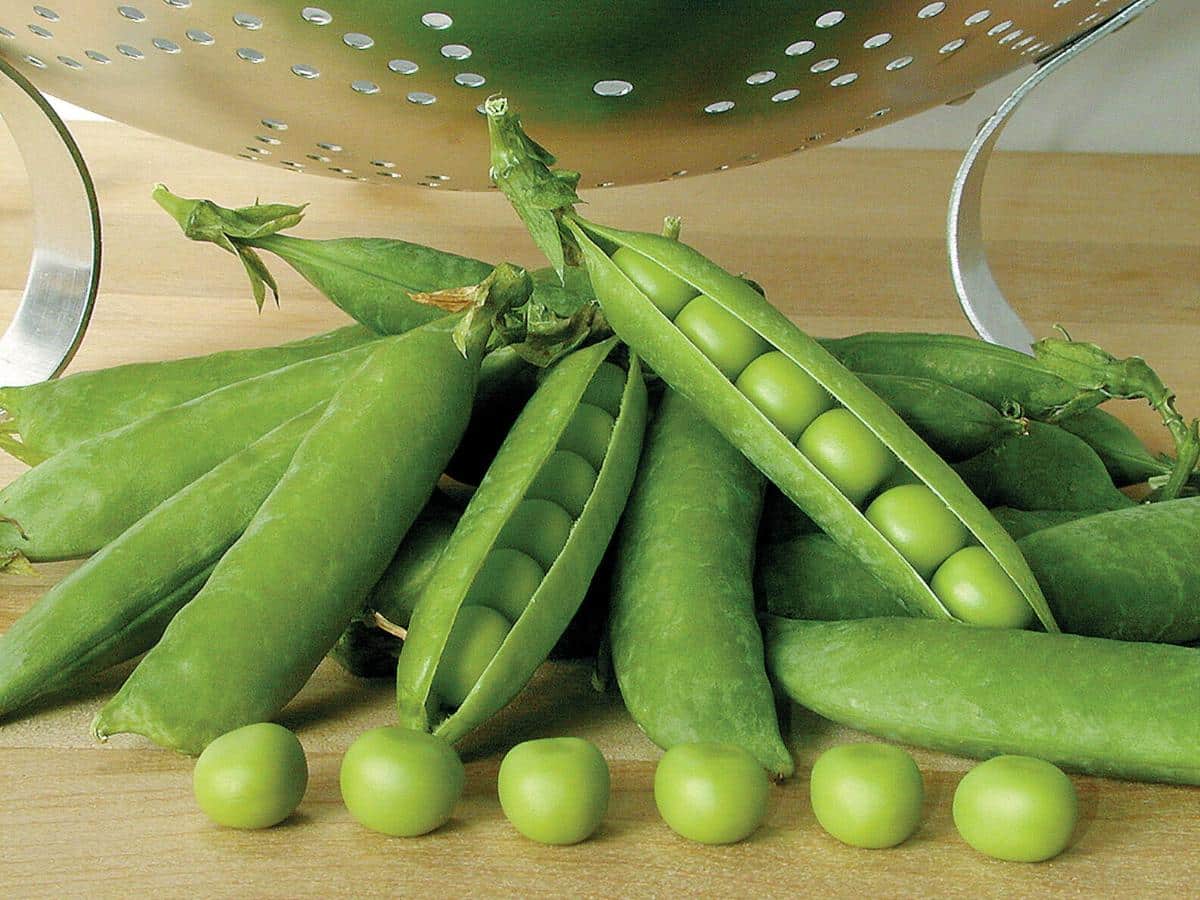 Premium short pea variety