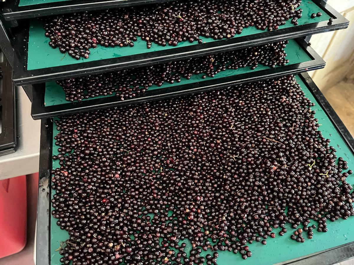 Drying previously frozen berries in a dehydrator