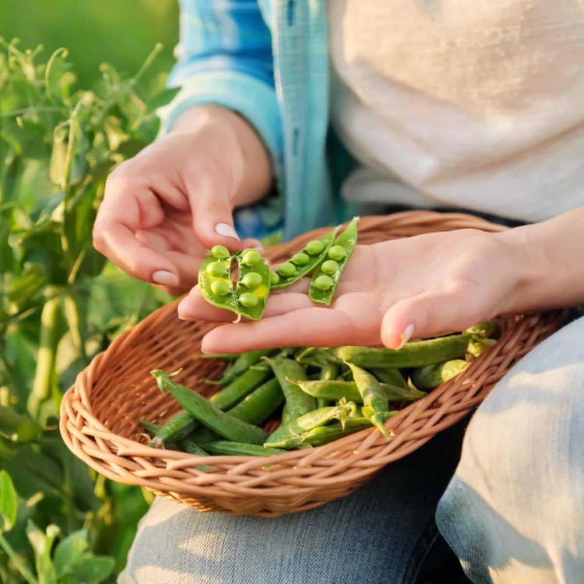 A gardener with a basket full of freshly harvested peas.