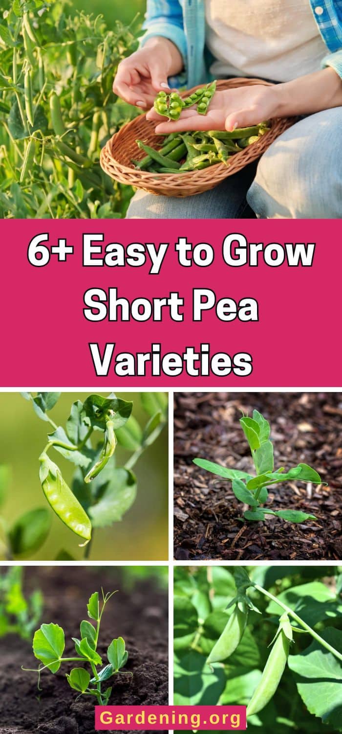 6+ Easy to Grow Short Pea Varieties pinterest image