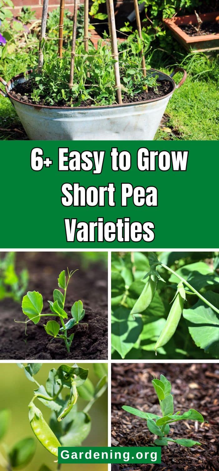 6+ Easy to Grow Short Pea Varieties pinterest image