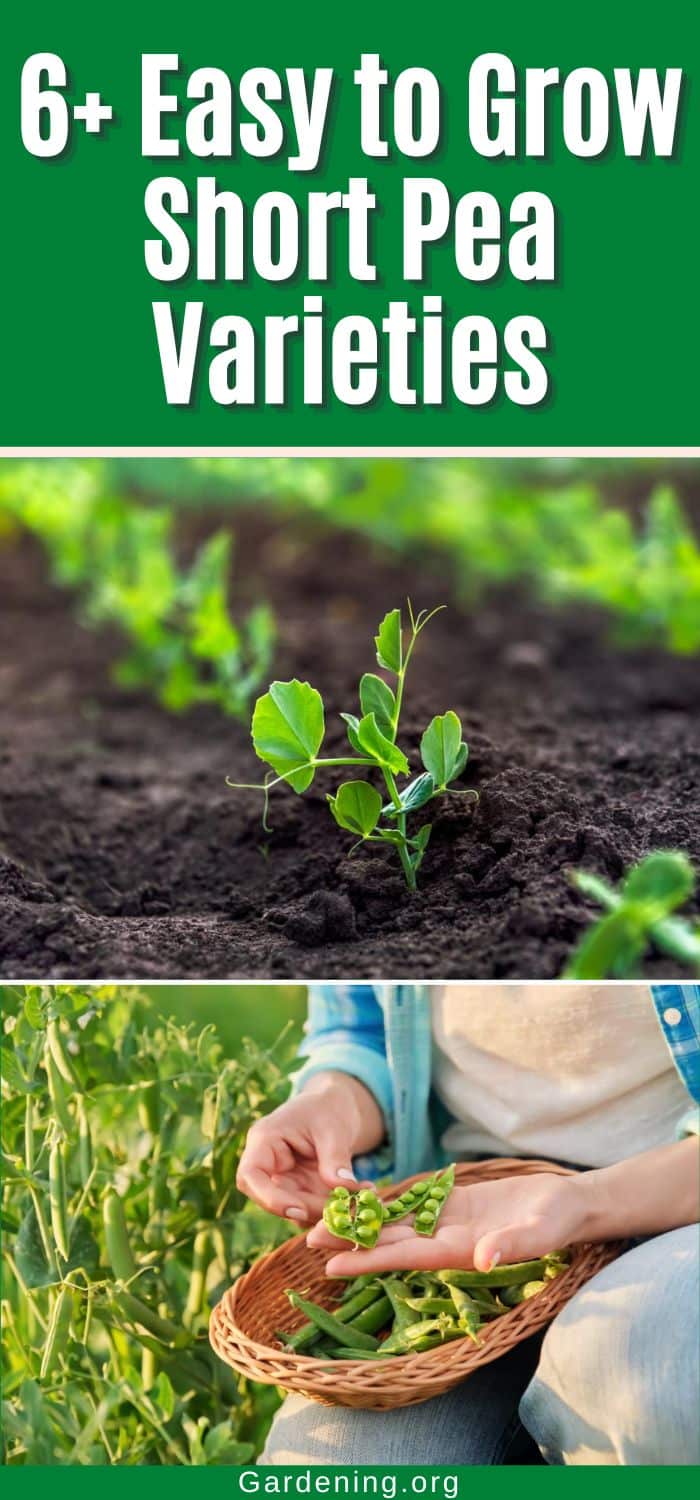 6+ Easy to Grow Short Pea Varieties pinterest image