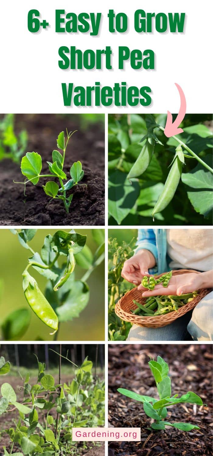 6+ Easy to Grow Short Pea Varieties pinterest image