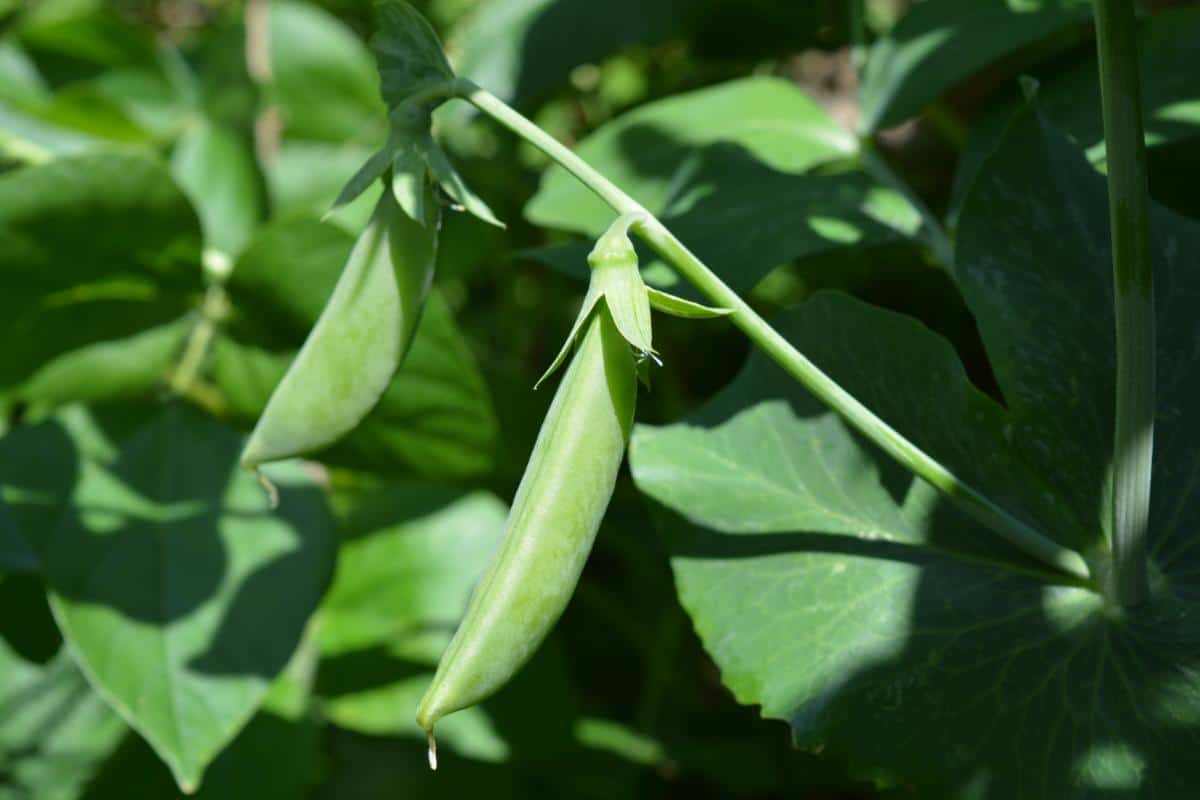 Sugar Ann edible pod pea