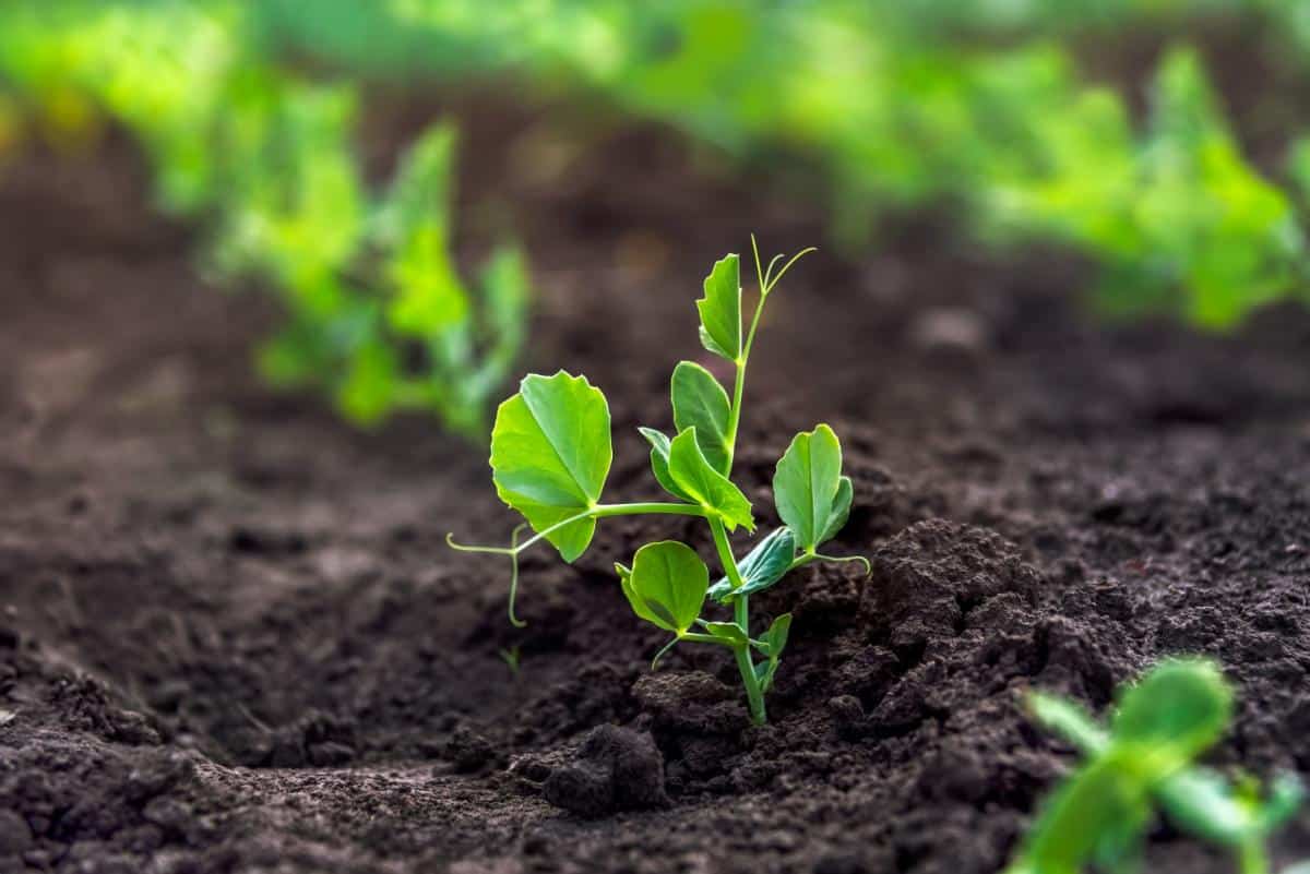 Sprouted pea seedlings