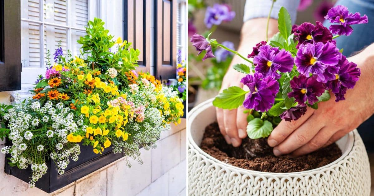 Early Spring Containers Top 20 Cold Hardy Annuals for Super Early Spring Containers - Gardening