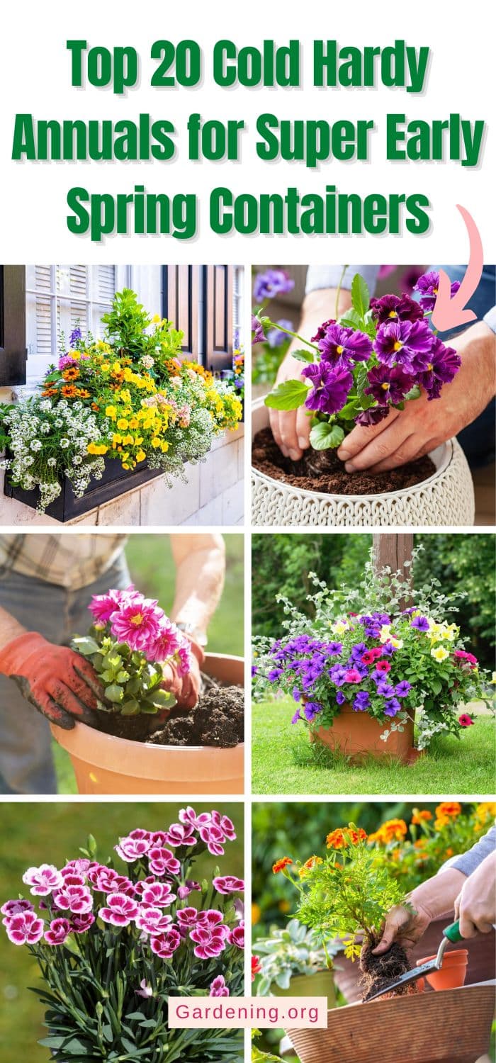 Top 20 Cold Hardy Annuals for Super Early Spring Containers pinterest image