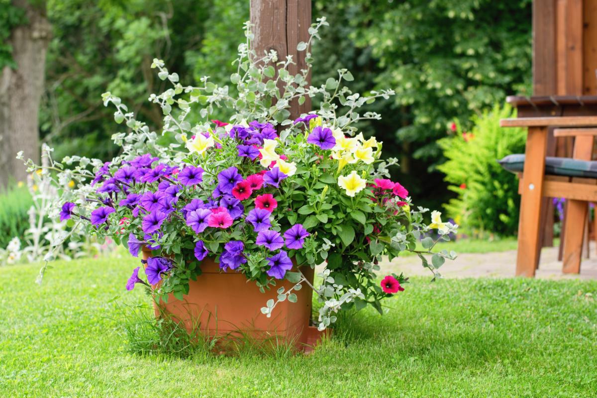 A mix of hardy annuals in a container planter