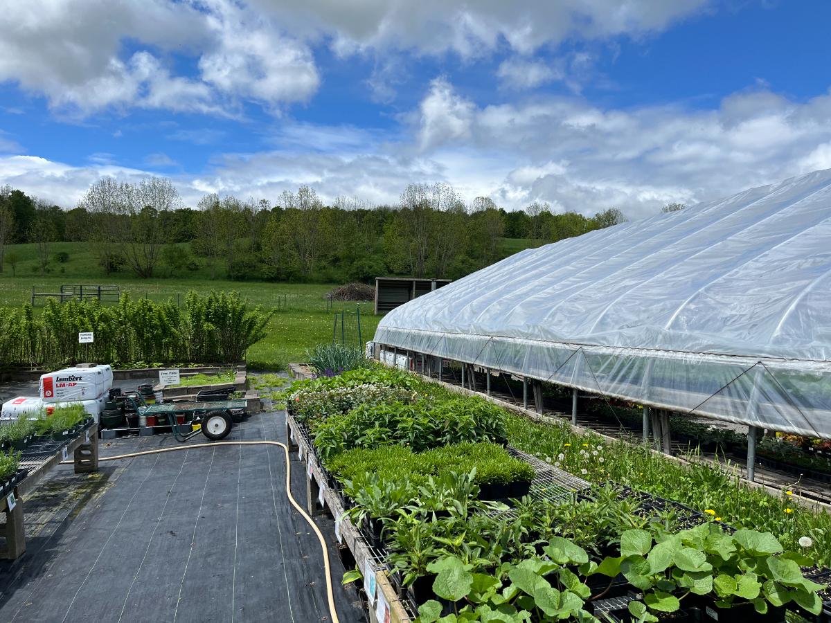 Greenhouse with plants being hardened off outside