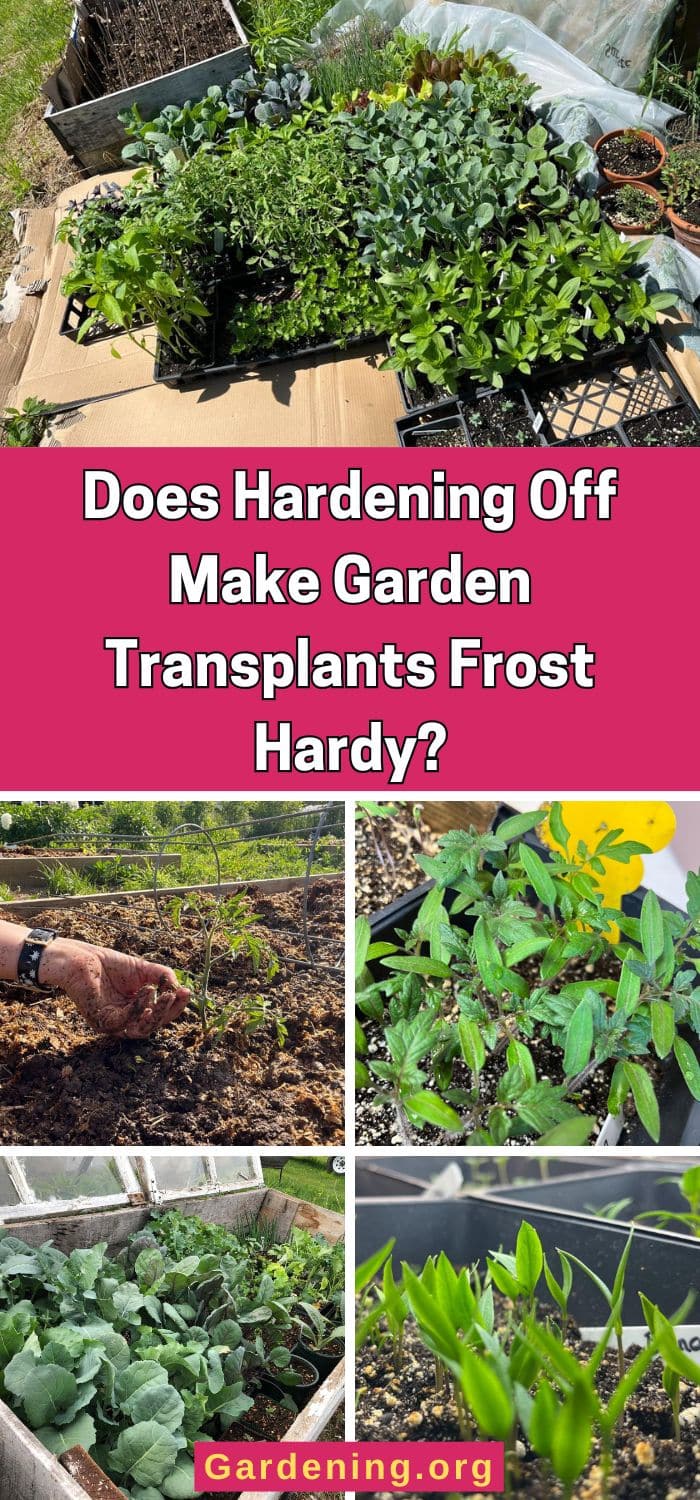 Does Hardening Off Make Garden Transplants Frost Hardy? pinterest image