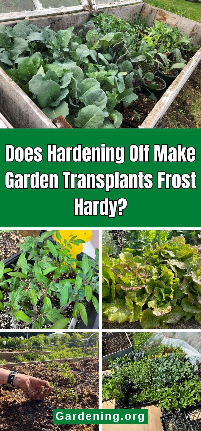 Does Hardening Off Make Garden Transplants Frost Hardy? pinterest image