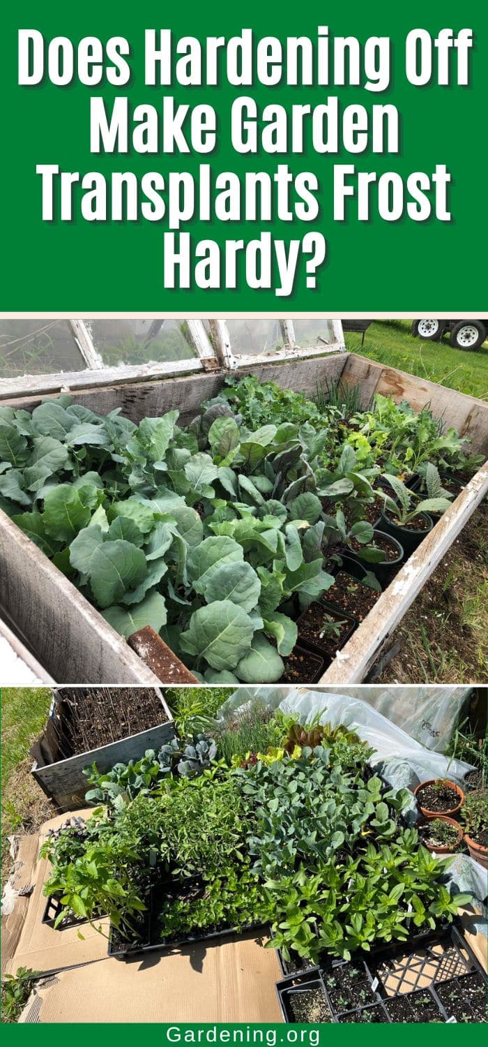 Does Hardening Off Make Garden Transplants Frost Hardy? pinterest image