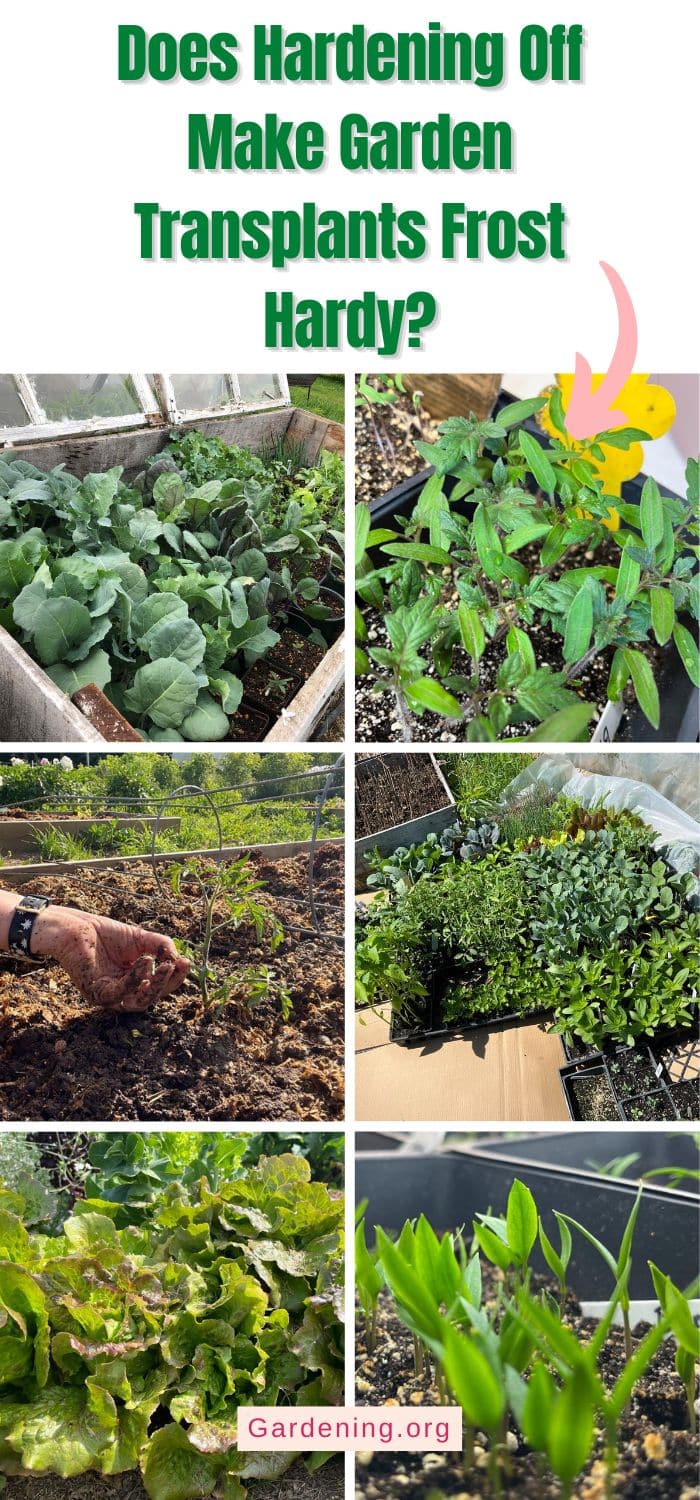 Does Hardening Off Make Garden Transplants Frost Hardy? pinterest image