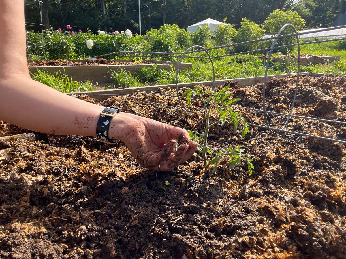 Planting hardened off tomato plants