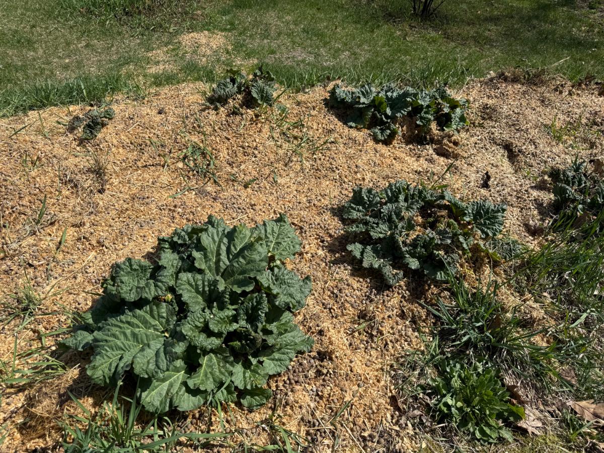 Spring rhubarb in the garden bed
