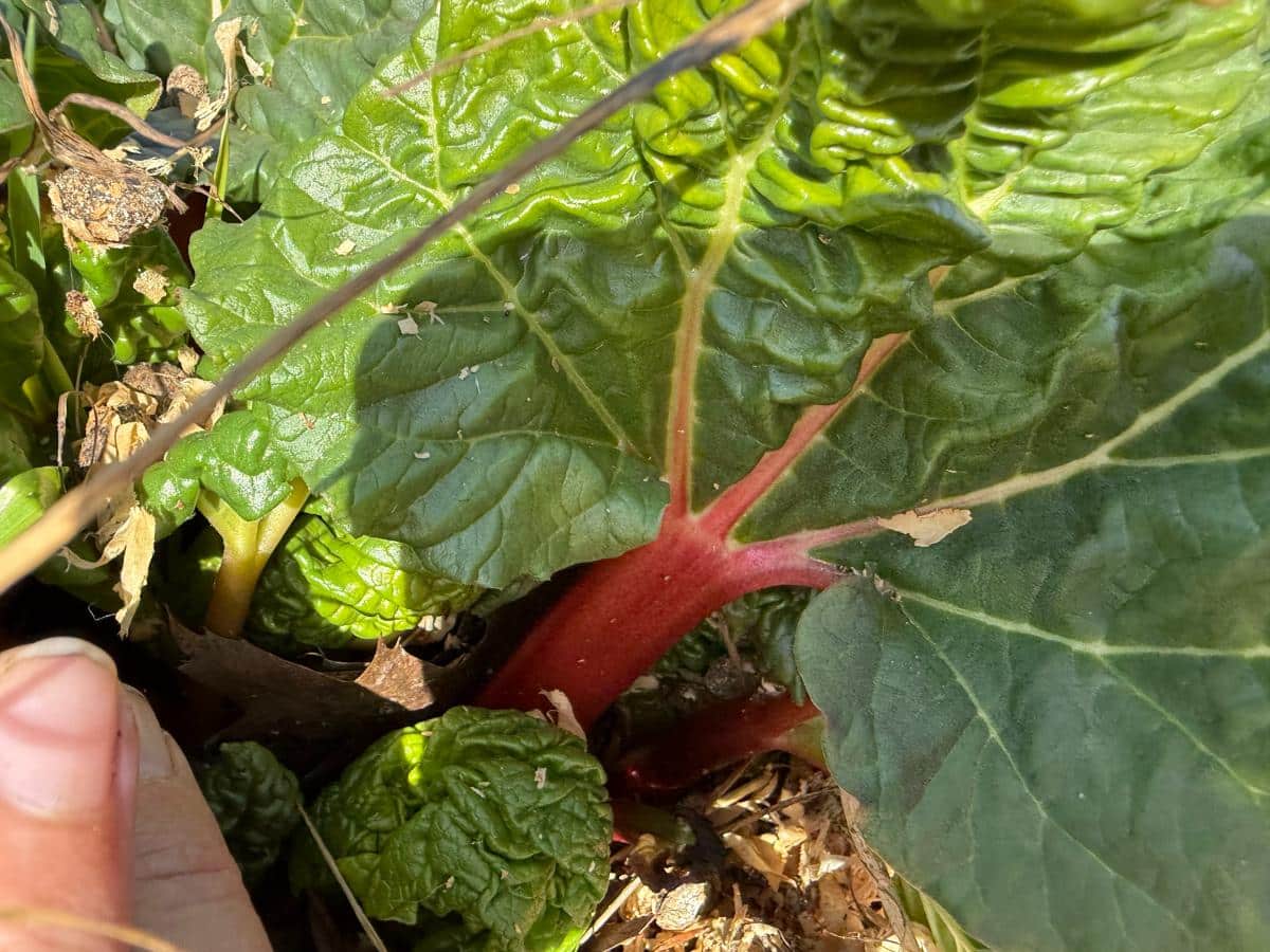 Growing spring rhubarb stalks