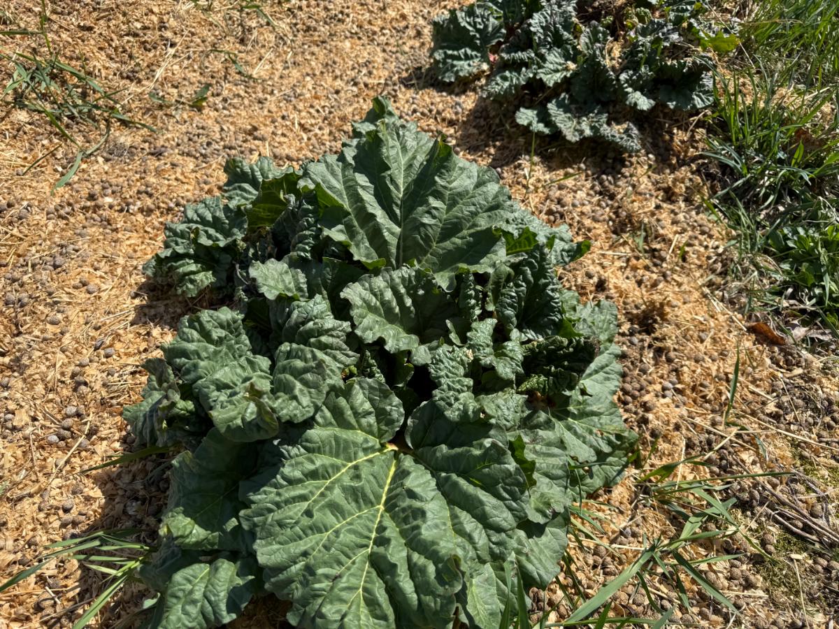 Healthy rhubarb growing in the early spring