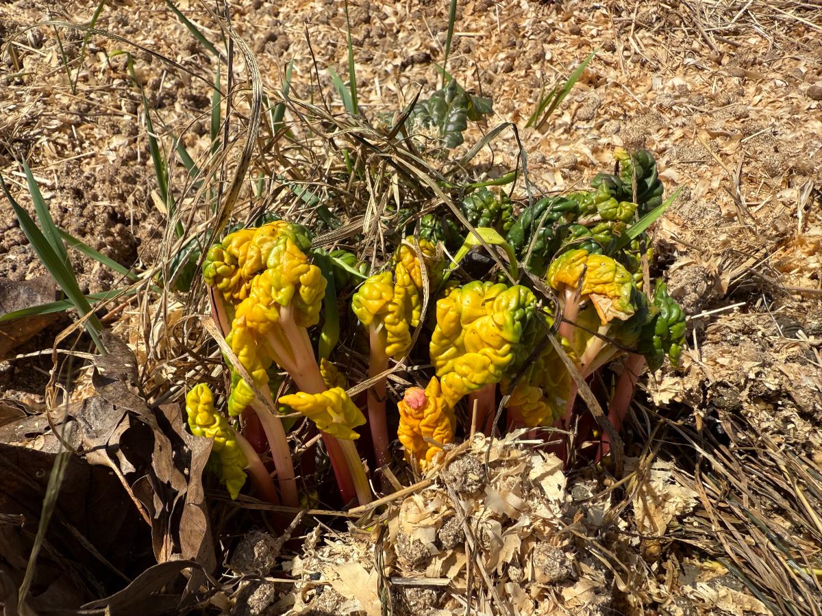 Light yellow rhubarb leaves pushing up through mulch. 