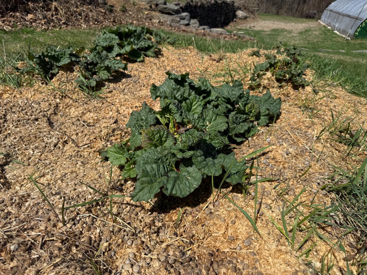 Growing rhubarb in the spring