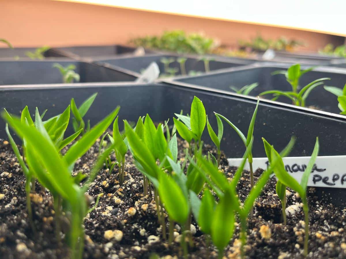 Garden transplants started indoors
