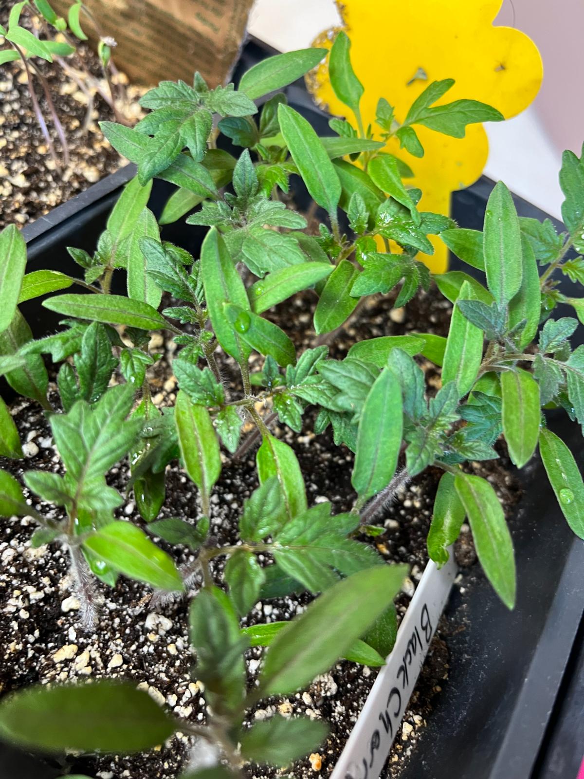 Black cherry tomato seedlings growing indoors