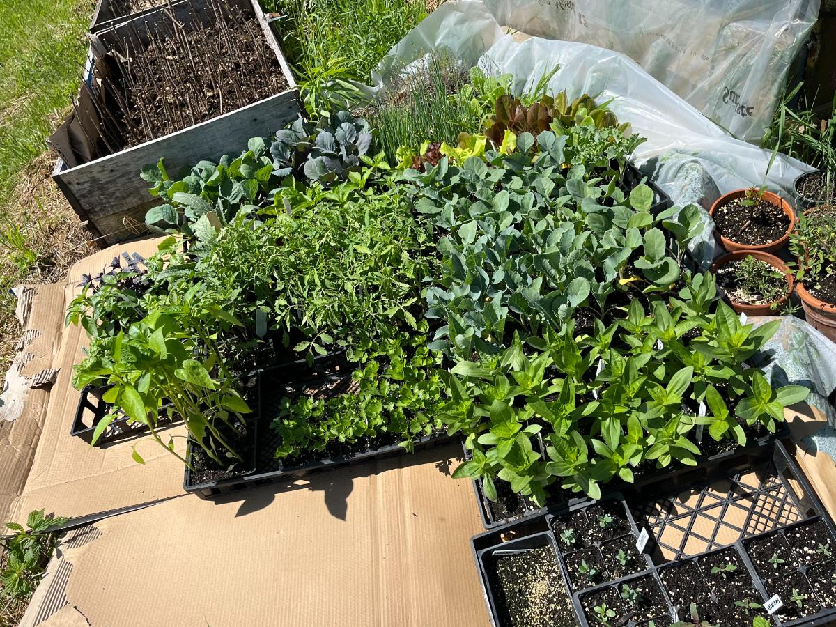 Hardening off trays of garden transplants