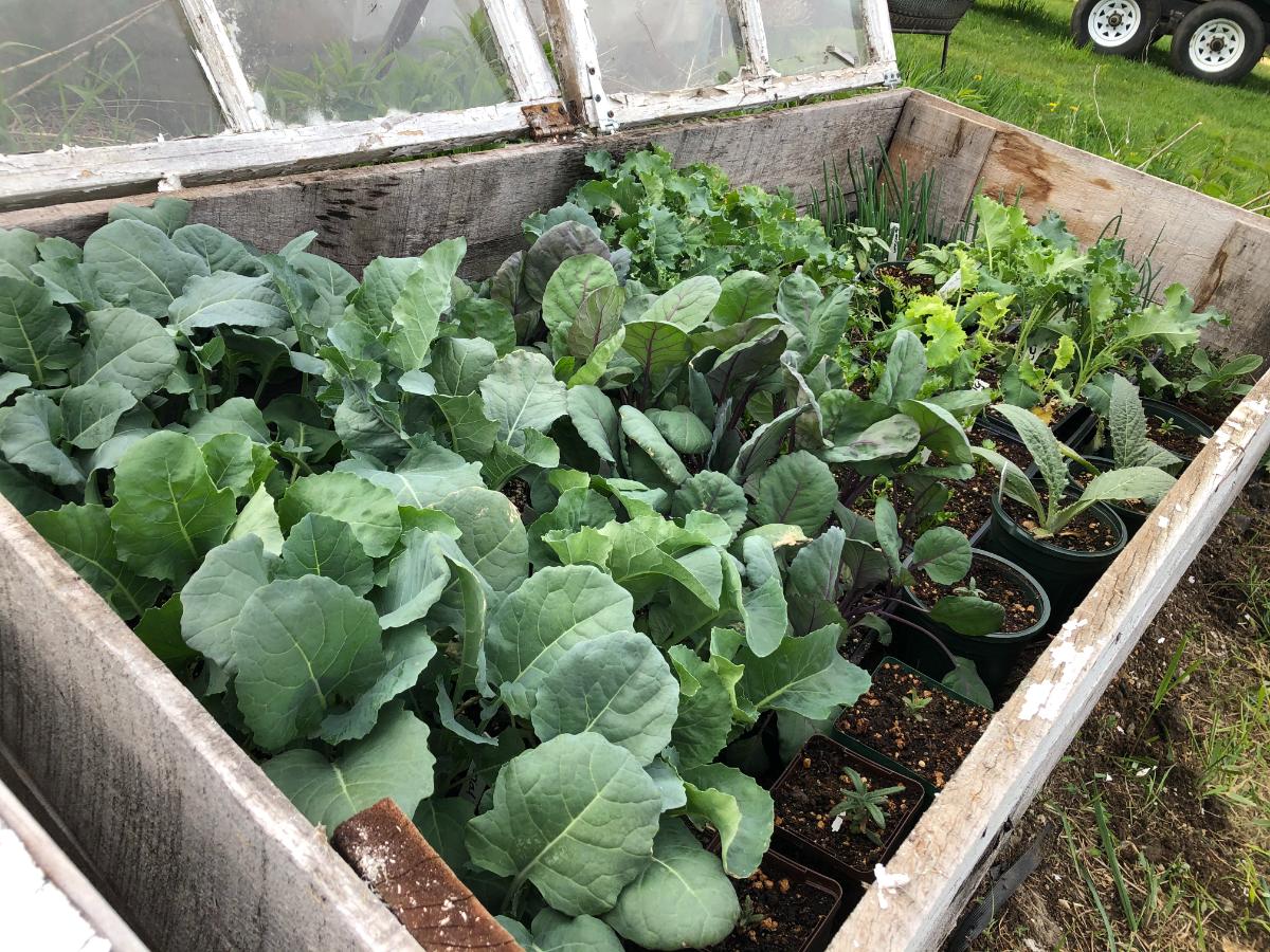 Transplants in a cold frame hardening off