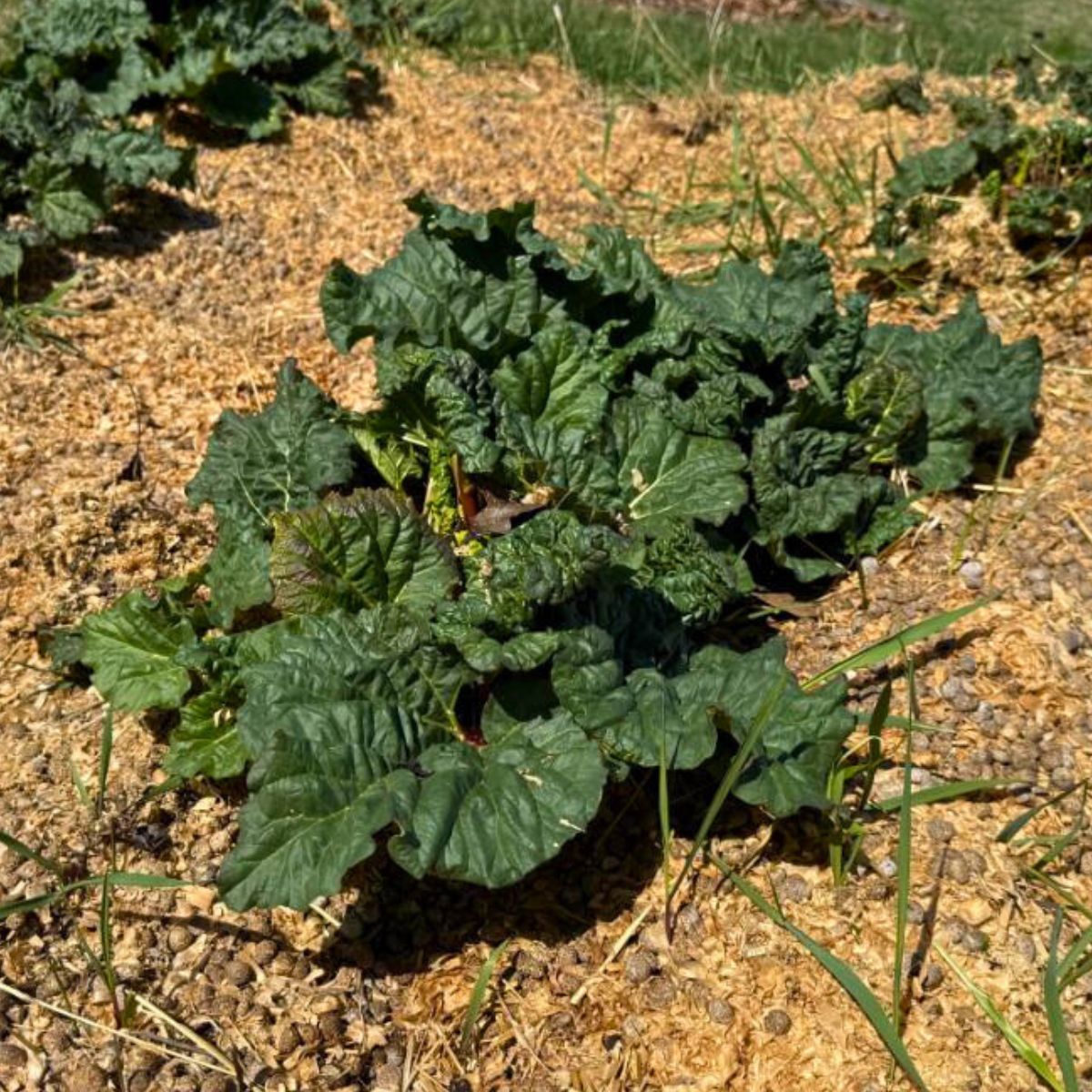 Frost damaged rhubarb plant in the spring.