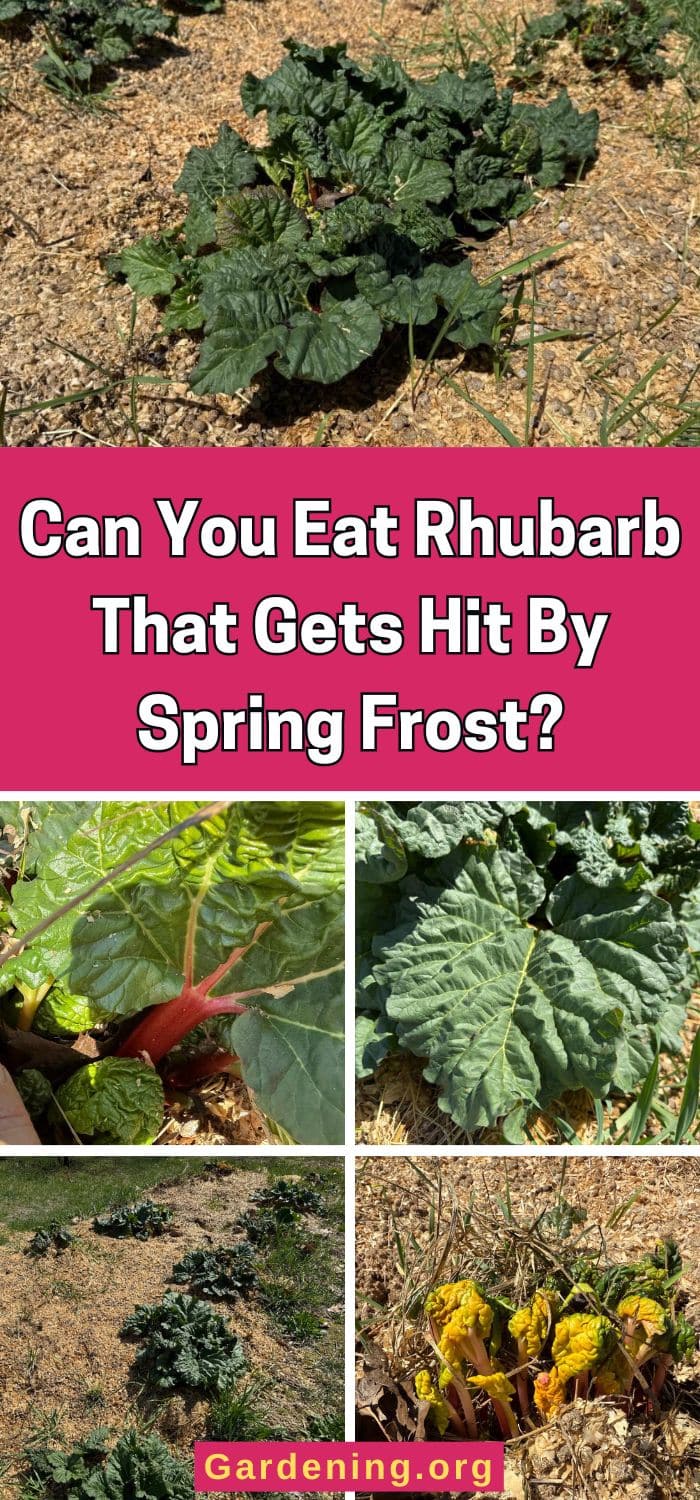 Can You Eat Rhubarb That Gets Hit By Spring Frost? pinterest image