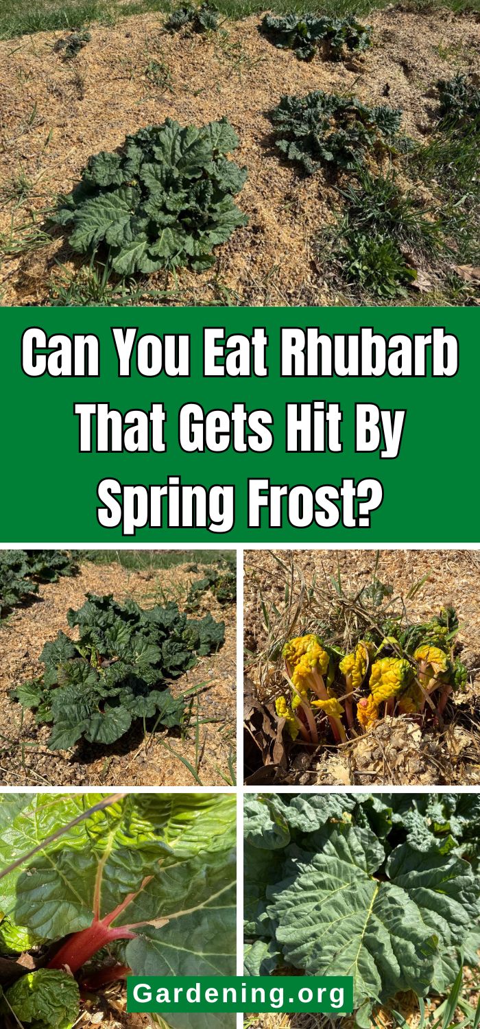 Can You Eat Rhubarb That Gets Hit By Spring Frost? pinterest image