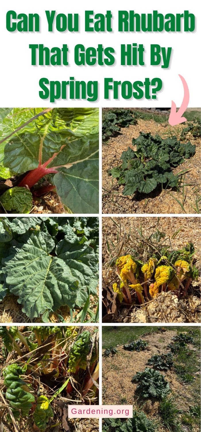Can You Eat Rhubarb That Gets Hit By Spring Frost? pinterest image