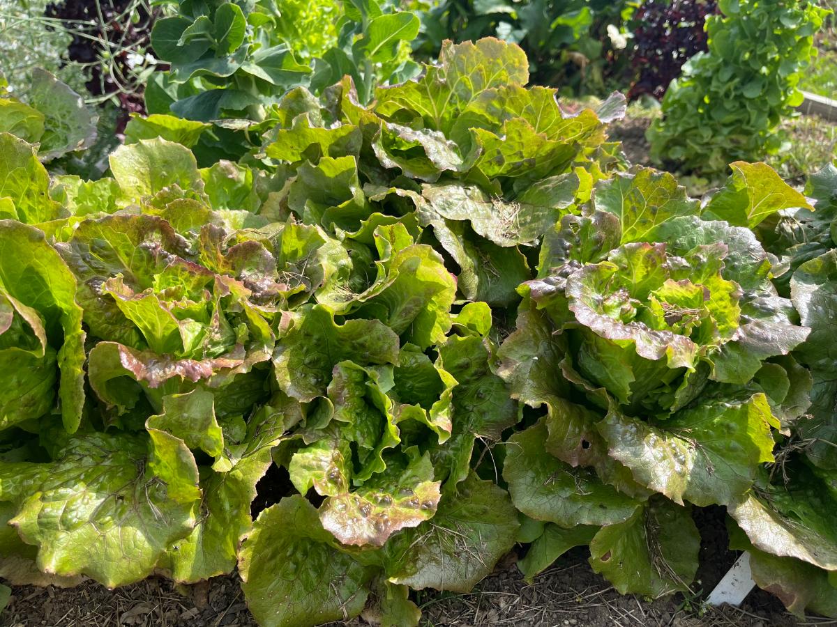 Early lettuce plants growing outside