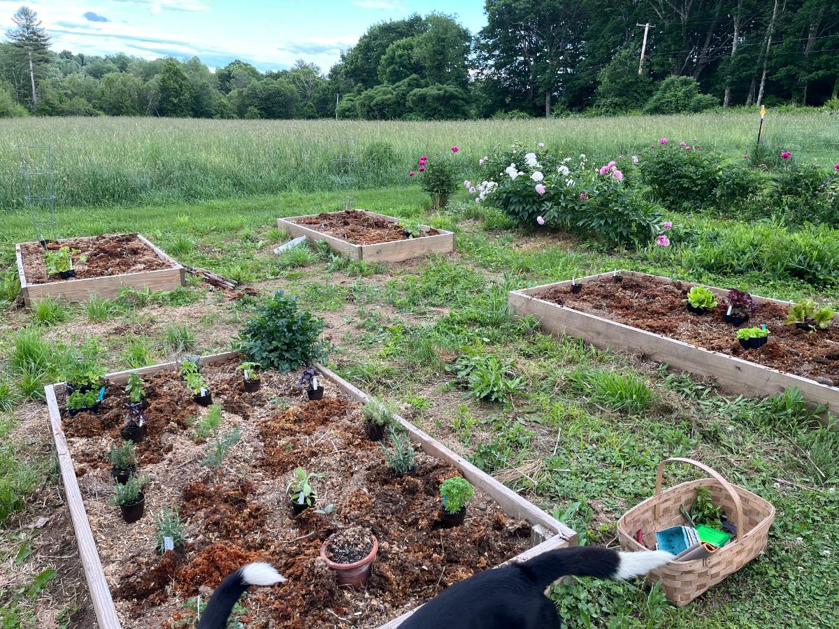 Planting a spring raised bed garden with hardened off plants