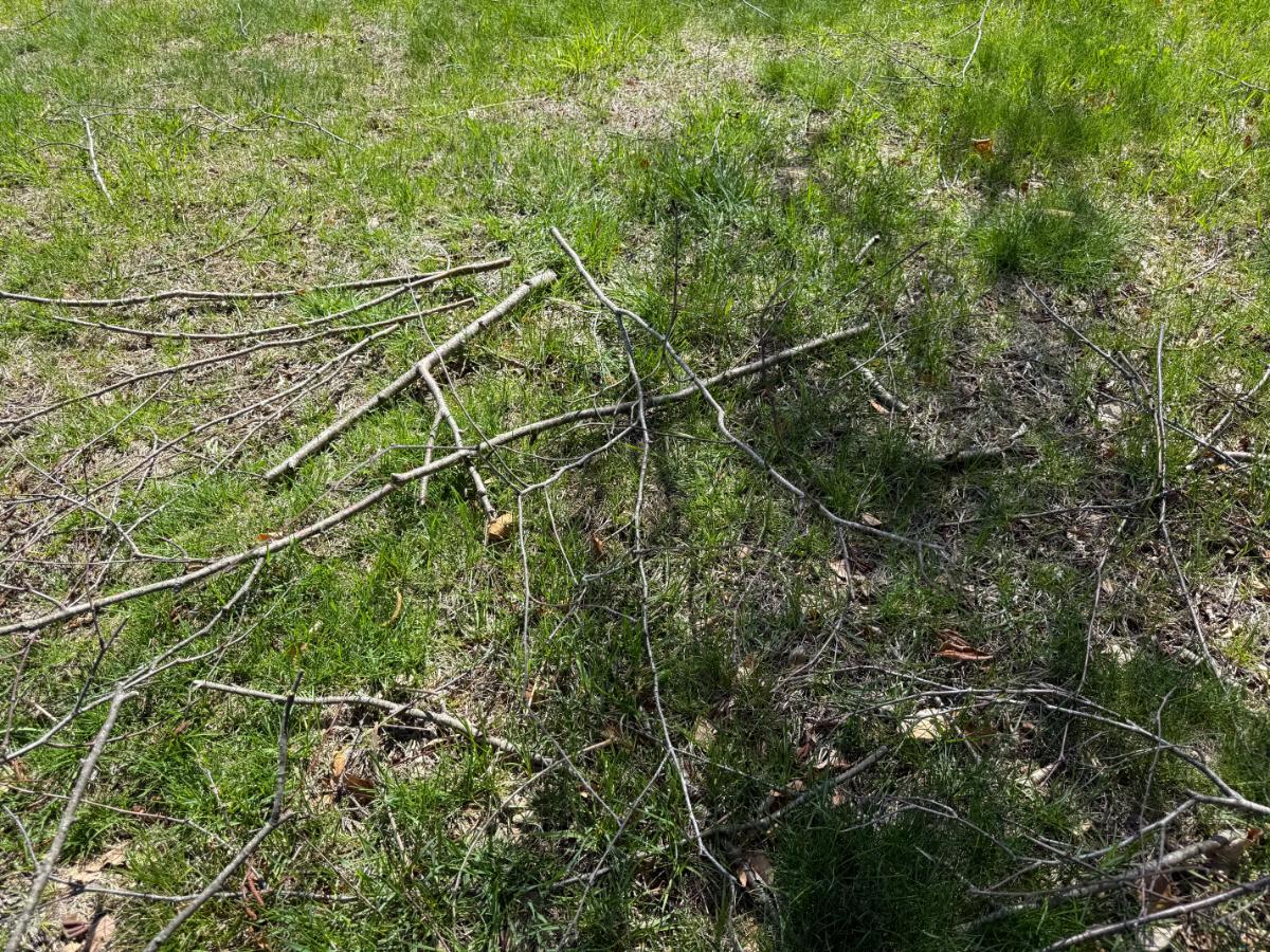 Good branches to use for brunching perennials