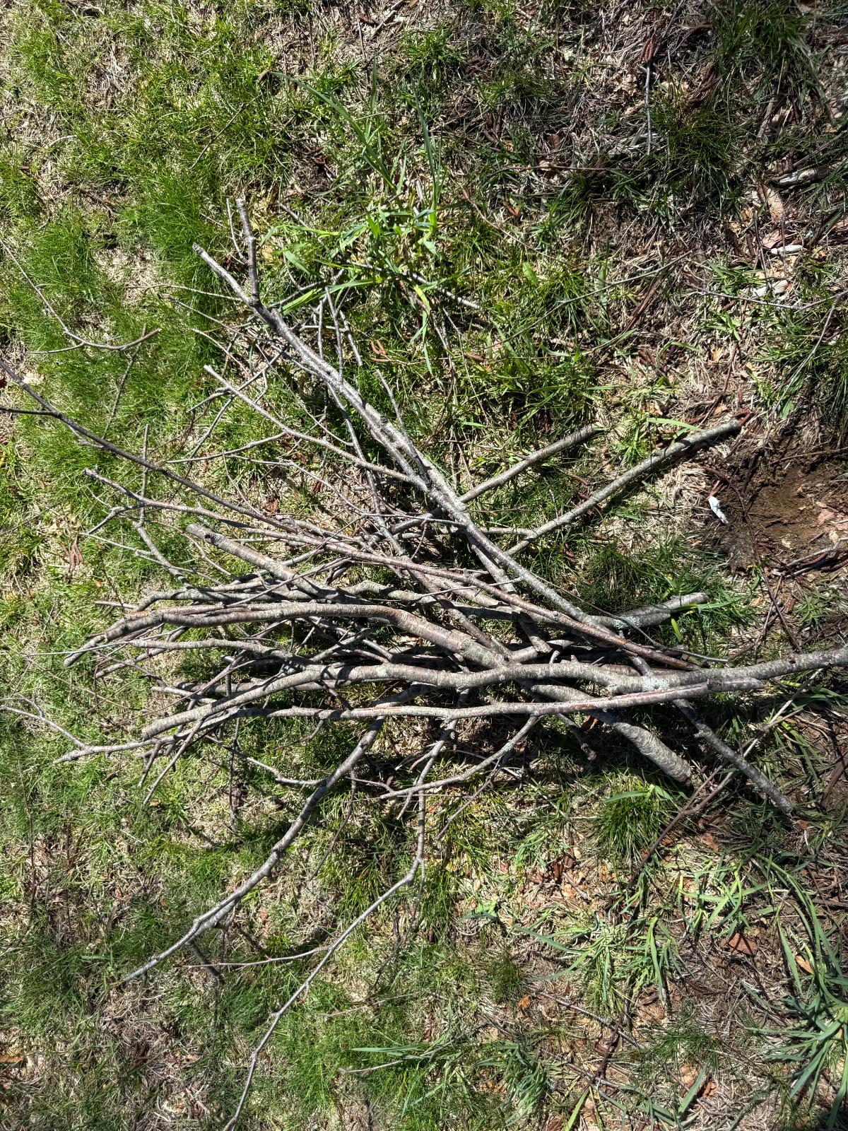 Preparing brush for brushing perennials