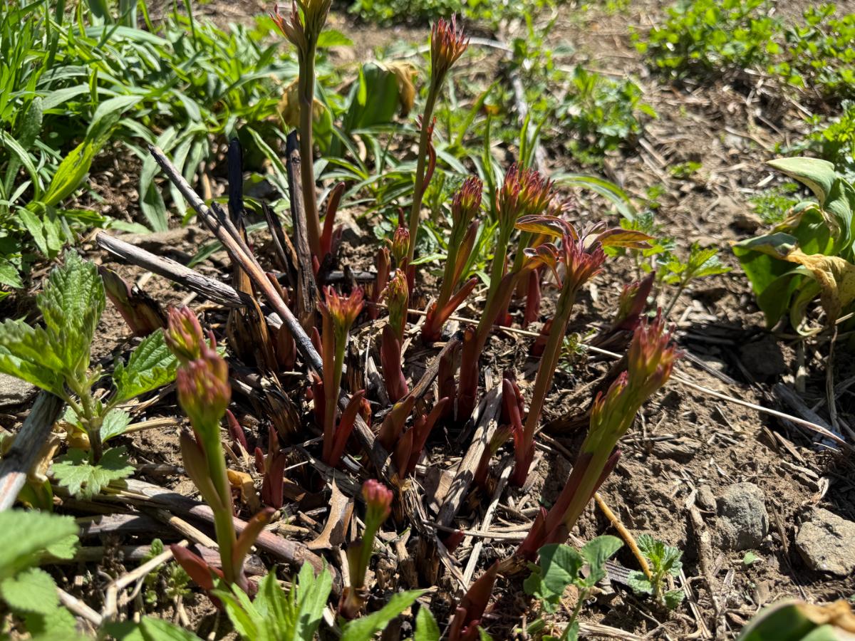 Growing spring peony