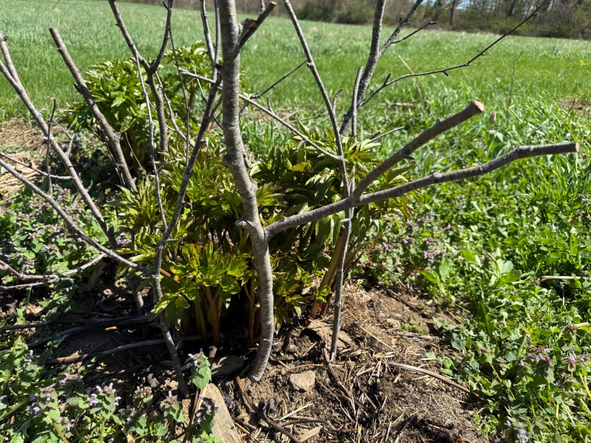 Pea brush surrounding a perennial plant