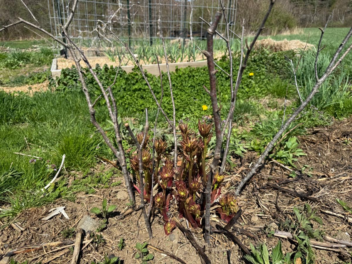 Brushing a perennial peony