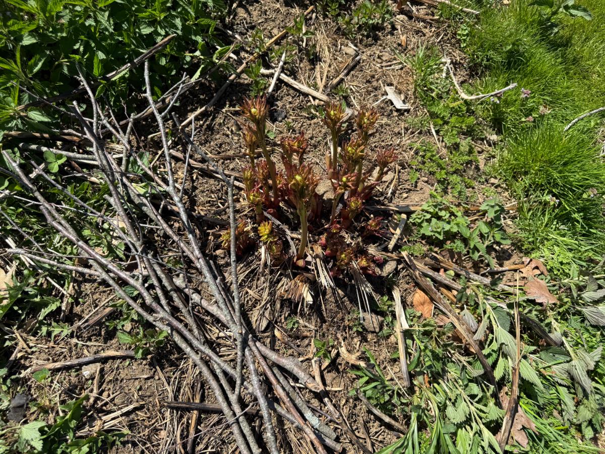 Brushing a peony plant to support its flowers