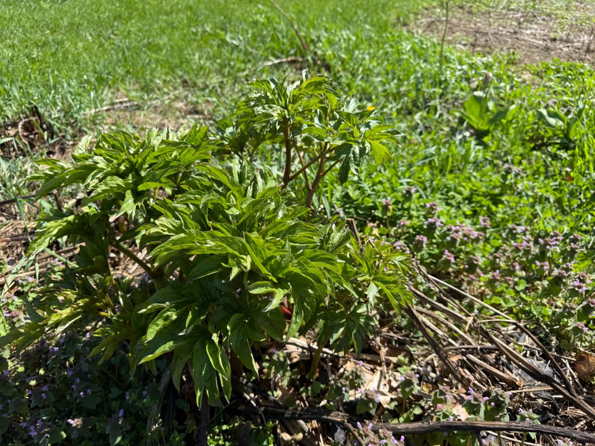 Using pea brush to support peony flowers