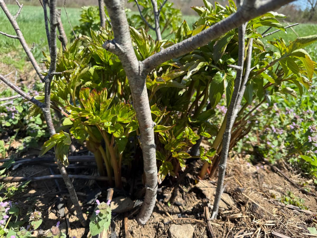 Brush installed to support a perennial