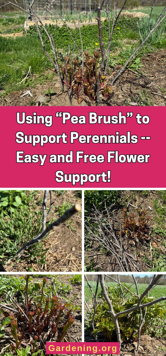 Using “Pea Brush” to Support Perennials -- Easy and Free Flower Support! pinterest image